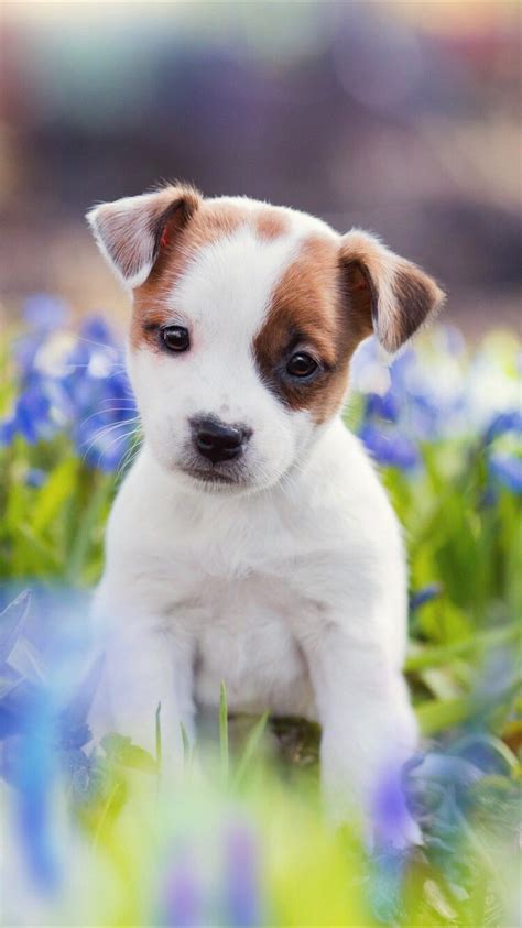 Cute puppy | Cute puppy wallpaper, Puppy wallpaper, Cute dogs images