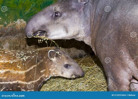 South American Tapir Mother and Her Baby Stock Photo - Image of mother ...