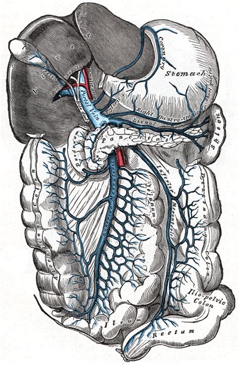 Portal Vein Anatomy