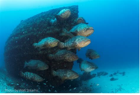 Threats | Coastal and Marine Laboratory