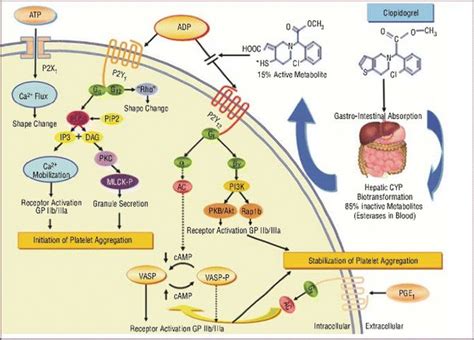 Mechanism of action whereby clopidogrel inhibits ADP-induced platelet ...