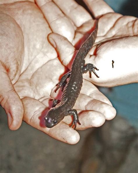 Petition to protect Jefferson salamander habitat in Kitchener, Ontario. | Salamander, Habitats ...