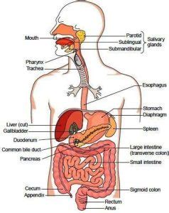 What is Smallest Organ in the Body