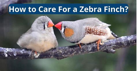 How to Care For a Zebra Finch - Featherland Bird Cage