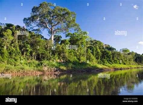 Rainforest at Tambopata river, Tambopata National Reserve, Peru, South America Stock Photo - Alamy