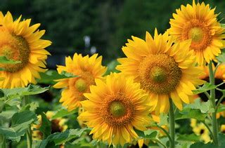 sunflowers | liz west | Flickr