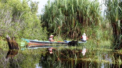 Tropical Peatland Conservation and Restoration in Katingan-Mentaya, Indonesia, for Biodiversity ...