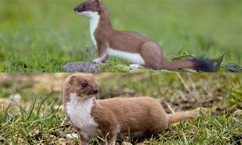 Stoat Vs Weasel - How To Tell The Difference Between A Weasel And A ...