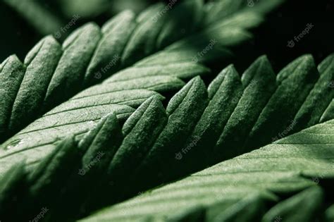 Premium Photo | Marijuana leaf background