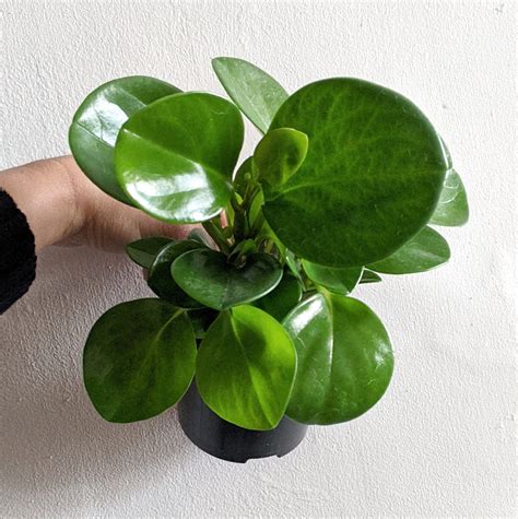 Peperomia obtusifolia (Jade Peperomia) 9.5cm | Plantsmith Indoor Plants ...