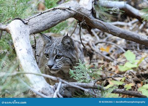 Bobcat hunting stock photo. Image of park, bobcat, natural - 82306366