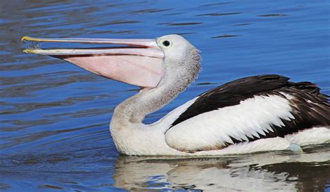 Pelican Bird Beak - Free photo on Pixabay - Pixabay