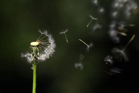 Wind is essential to natural processes - Natural Resources