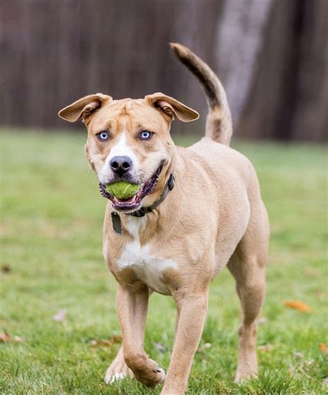 Pitbull, Husky, American Bulldog Mix Pitbull Husky, Husky Mix, American ...