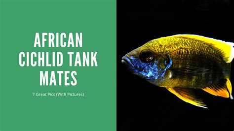 African Cichlid Tank Mates (7 Great Choices) - AquariumStoreDepot