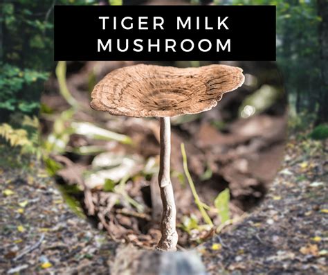 Tiger Milk Mushroom