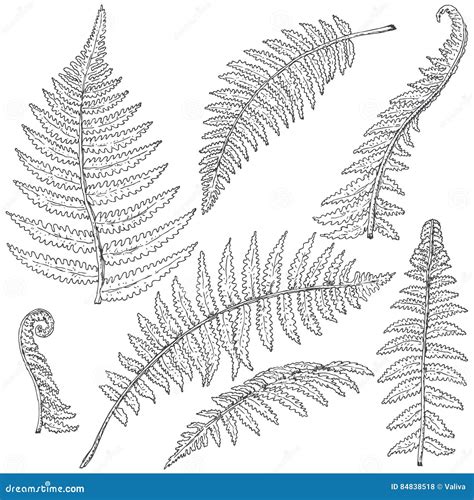 Fern Leaves Sketch stock vector. Illustration of floral - 84838518