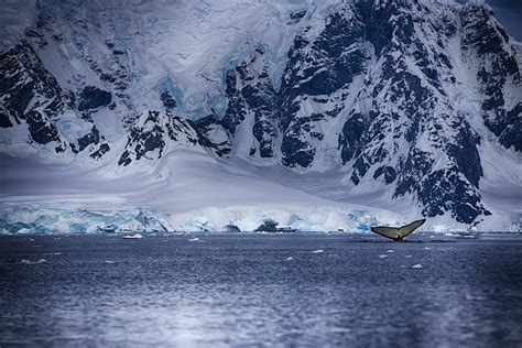 Southern Ocean travel | Antarctica - Lonely Planet