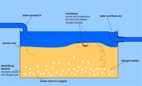 Deep Sand Bed (DSB) Diagram | Reef Builders | The Reef and Saltwater ...