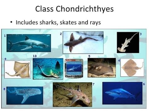 Class Chondrichthyes; Superclass Gnathostomata; FSc Biology Ist year with ma'am Shazia - YouTube