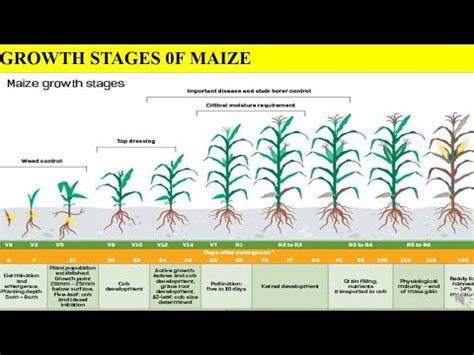 Other Science & Medicine Collectibles (1930-Now) Collectibles Corn Life ...