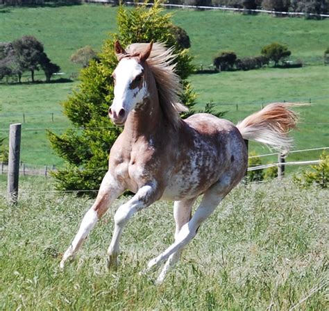 Sabino Gene In Horses