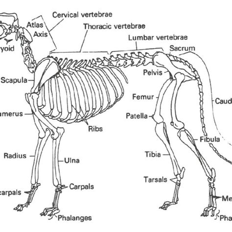 Canine Skeleton Diagram