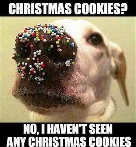 Merry Christmas 2023: 10 funny Christmas memes and messages that will ...