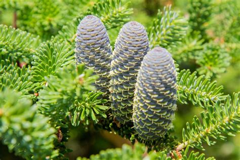 Fir tree cones stock photo. Image of decoration, koreana - 118183220