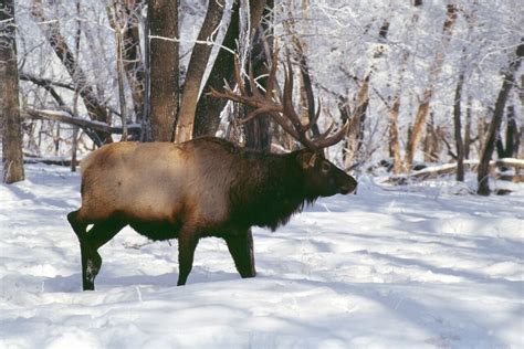 The Wildlife of Mount Rainier National Park - Animals Network