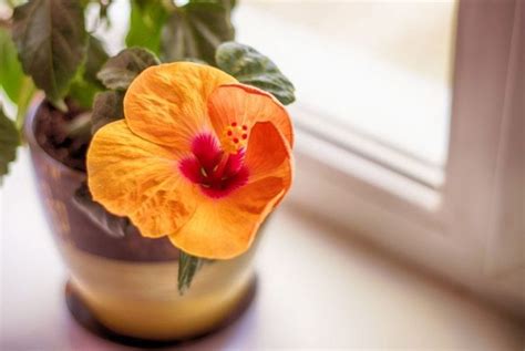 Hibiscus Care Indoors: Adding Dramatic Colorful Blooms to Your Home - The Practical Planter