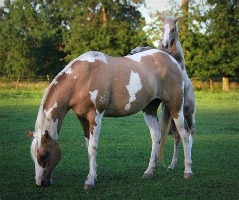 Palomino Pinto Horses And Dogs, Cute Horses, Pretty Horses, Horse Love ...