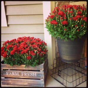Rustic Metal Bucket and Wood Crate Planters — Homebnc