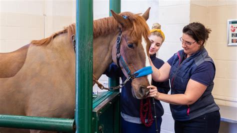 About Us | Penmellyn Vets in Pool - Penmellyn Vets Pool