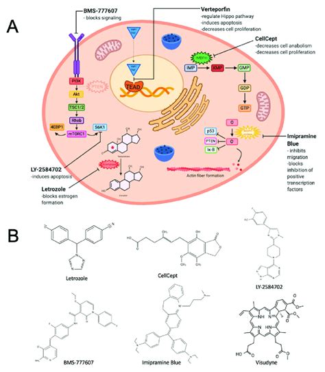 Panel (A): Mechanisms of drug inhibition on cellular pathways.... | Download Scientific Diagram