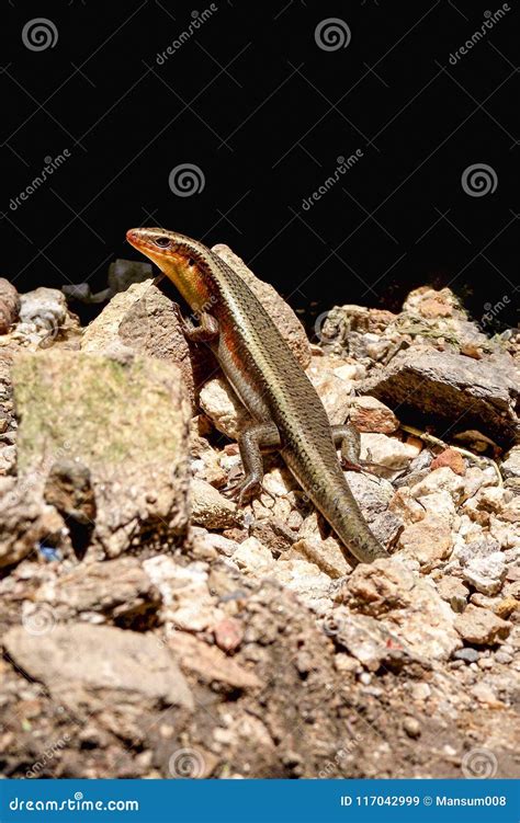 Common Garden Skink Stock Photos - Download 115 Royalty Free Photos