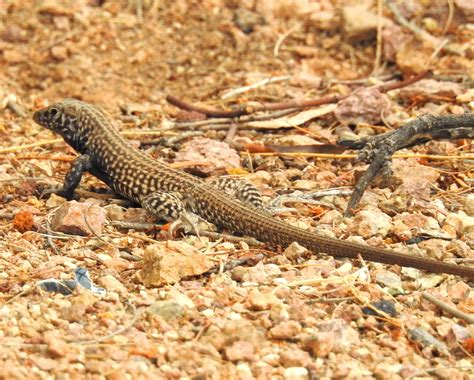 Checkered Whiptail -Cnemidophorus tesselatus- (22) | Animals, Sonoran desert, Lizard