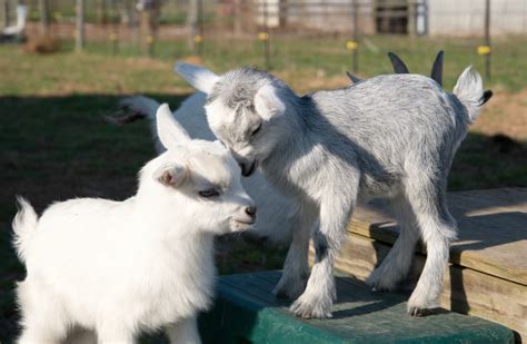 Goat Breeds for Pets | Simple Living Country Gal