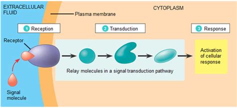 Signal Transduction Pathway