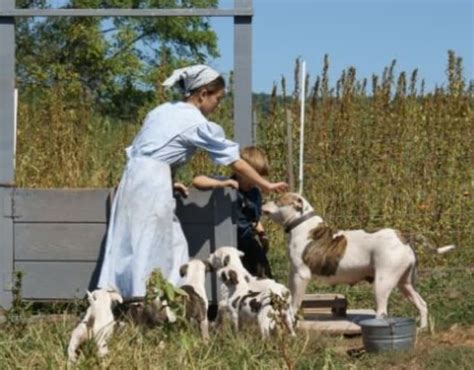 Meet The Amish People And Learn More About Their Fascinating Culture | BeachRaider