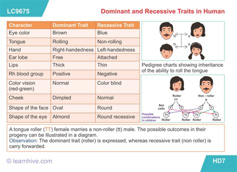 Genetic Traits List Dominant And Recessive