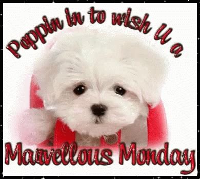 Monday Happy Monday GIF - Monday HappyMonday Cute - Discover & Share GIFs