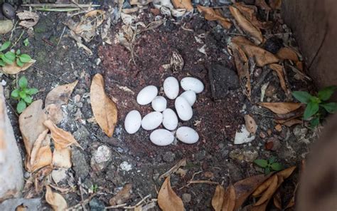 Snake Eggs vs Lizard Eggs - How to Tell the Difference? - Reptile Jam