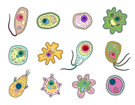 Protista, protozoa or amoeba microorganism cells 17127599 Vector Art at ...