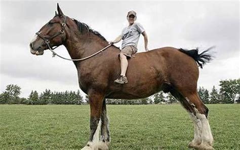 World's Tallest Horse Clydesdale | Big horses, Clydesdale horses, Horse breeds