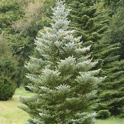 Abies koreana 'Silberlocke' Tree | Abies koreana, Shade garden plants ...