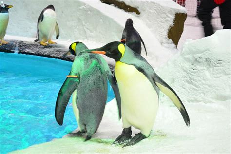 Snow Penguins at Ski Dubai - All You Need to Know BEFORE You Go