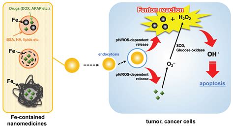 Molecules | Free Full-Text | Current Use of Fenton Reaction in Drugs and Food