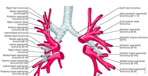 Pulmonary Veins Diagram