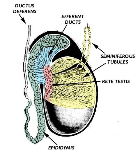 Diagramatic illustration of the testis, epididymis and ductus deferens. | Download Scientific ...